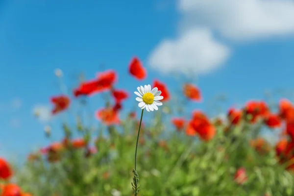 Alone Chamomile Red Background Poppies — Stock Photo, Image