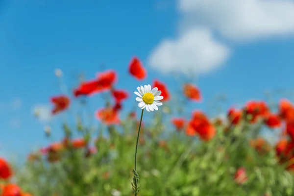 Solo Manzanilla Sobre Fondo Rojo Con Amapolas — Foto de Stock