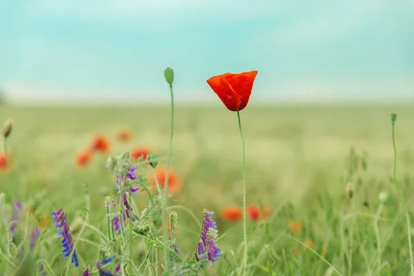 Poppy Flower Field Soft Focus — Stock Photo, Image