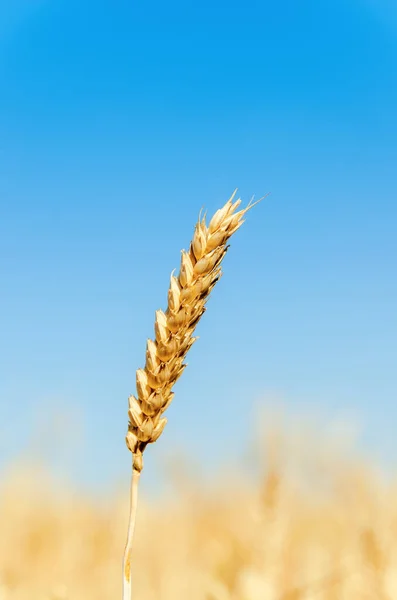 Espiga Trigo Campo Foco Suave — Fotografia de Stock