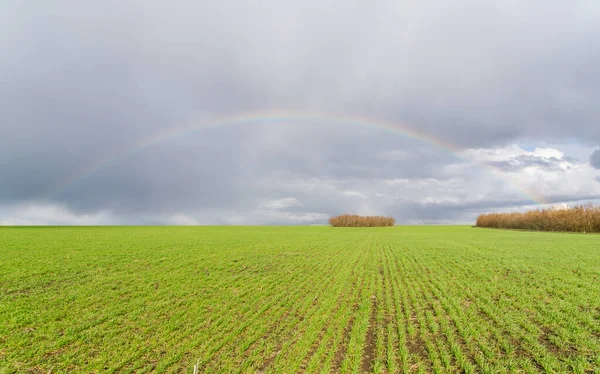 Real Rainbow Green Agricultural Field — Stock Photo, Image