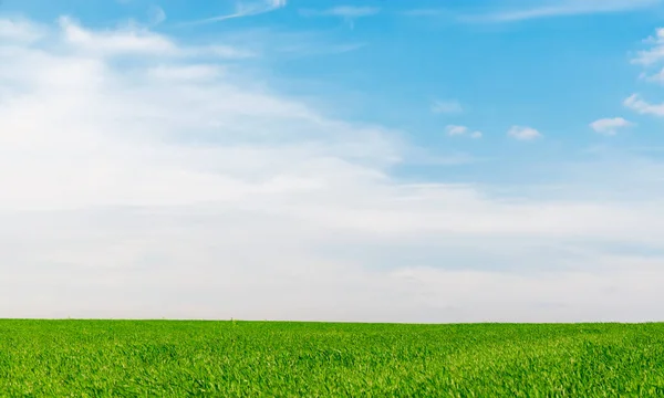 Blå Himmel Med Moln Solnedgången Över Grönt Gräs Fält — Stockfoto