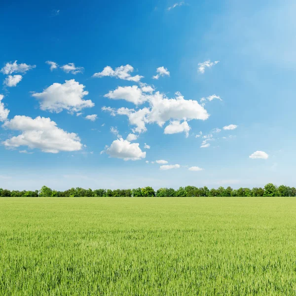 Zelené Pole Zemědělství Modrá Obloha Mraky — Stock fotografie