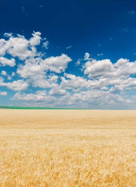 Cor Dourada Campo Agrícola Céu Azul Com Nuvens Ovet — Fotografia de Stock