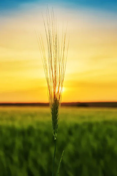 日没時に畑の上の小麦の緑のスパイク — ストック写真
