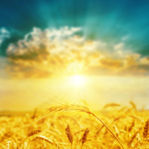 Золотой Урожай Крупным Планом Закатом Мягкий Фокус — стоковое фото