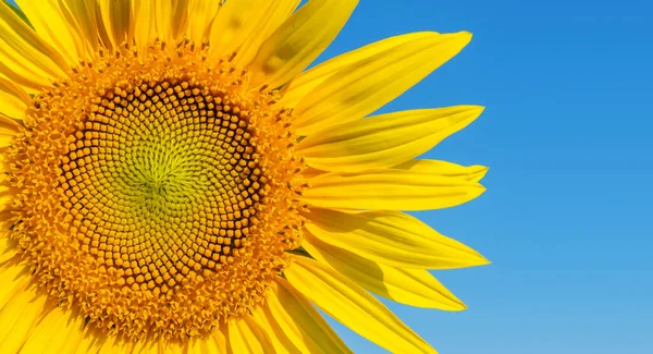Part Sunflower Blue Sky Background — Stock Photo, Image