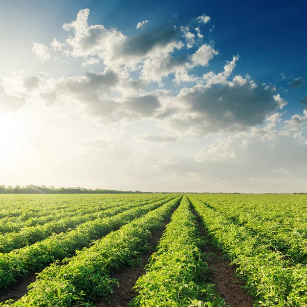 Champ Tomates Coucher Soleil Agriculture Plantes Vertes — Photo