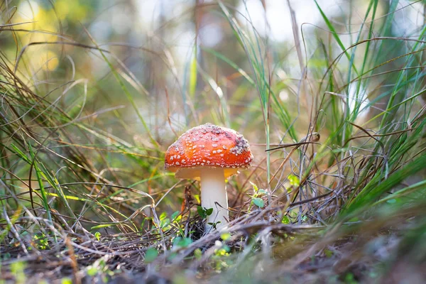 red and white poisonous mushroom called Amanita Muscaria or Fly Agaric