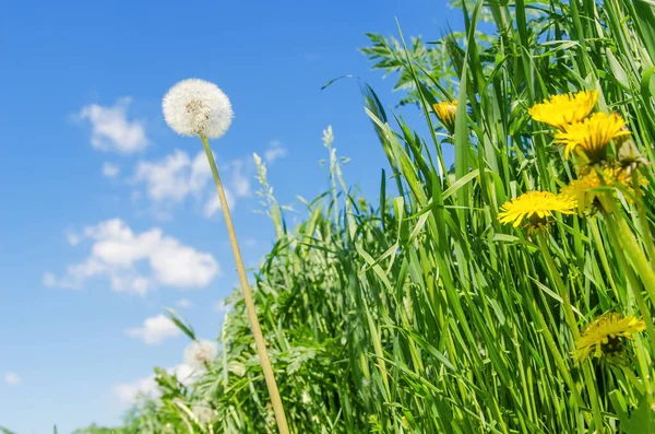 Flores Diente León Hierba Verde Bajo Cielo Azul —  Fotos de Stock