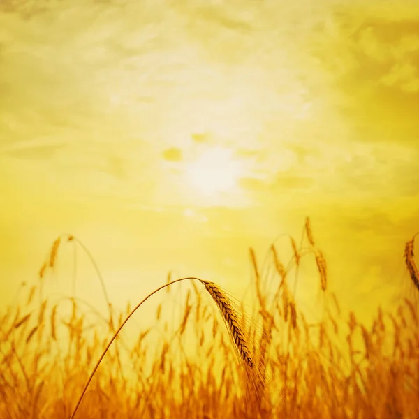Golden Color Rye Sunset — Stock Photo, Image
