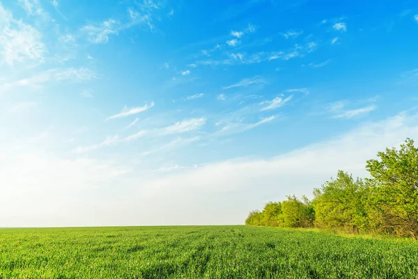 Céu Azul Com Nuvens Por Sol Sobre Campo Verde — Fotografia de Stock