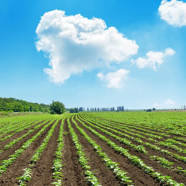 Duża Chmura Błękitnym Niebie Nad Zielonym Polem Rolniczym — Zdjęcie stockowe