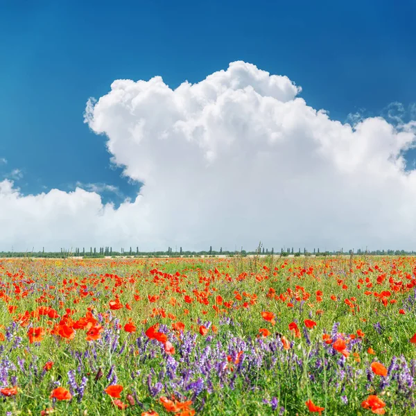 Campo Papaveri Rossi Nuvole Esso Nel Cielo Blu — Foto Stock