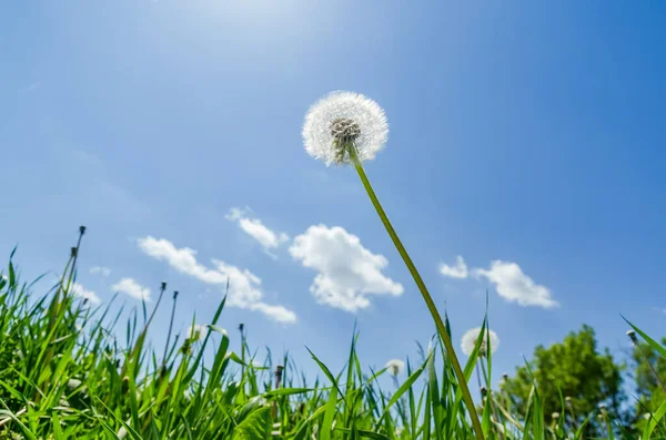 White Dandelion Flowering Green Grass — Stock Photo, Image