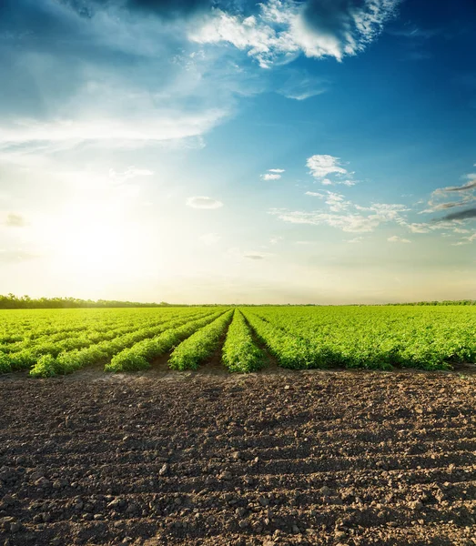 Agricultural Black Green Fields Sunset Clouds — Stock Photo, Image