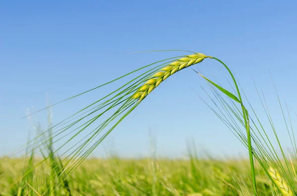 Grüne Ernte Auf Dem Feld Bei Sonnenuntergang — Stockfoto