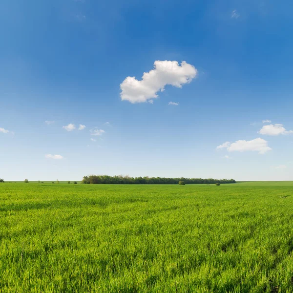 Tarımsal Yeşil Çimen Tarlası Bulutlu Mavi Gökyüzü — Stok fotoğraf