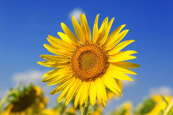 Girasol Único Campo Agrícola — Foto de Stock