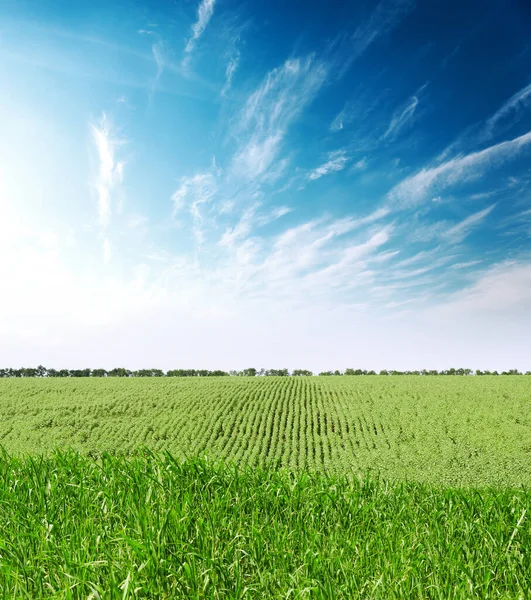 Goede Zonsondergang Met Wolken Landbouwgroen Veld Met Zonnebloemen — Stockfoto