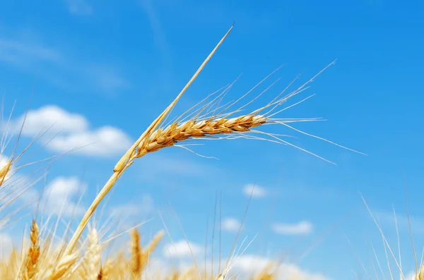 黄金の畑と青い空の作物 — ストック写真