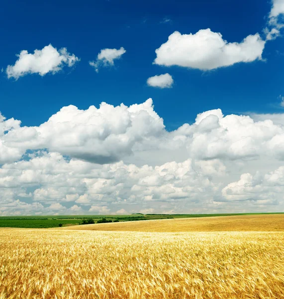 Diep Blauwe Lucht Met Wolken Boven Gouden Veld — Stockfoto