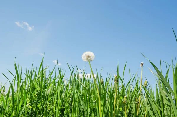 Biały Mniszek Zielonej Trawie Błękitne Niebo Nad Nim — Zdjęcie stockowe