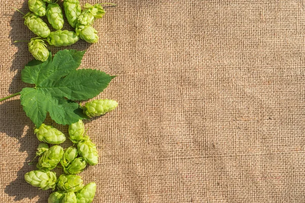 green hop cones and leaves on a textile