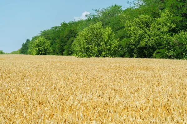 Agriculture Field Golden Crops Green Trees — Stock Photo, Image