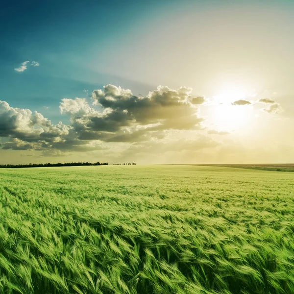 Gele Zonsondergang Wolken Boven Groen Landbouwveld — Stockfoto