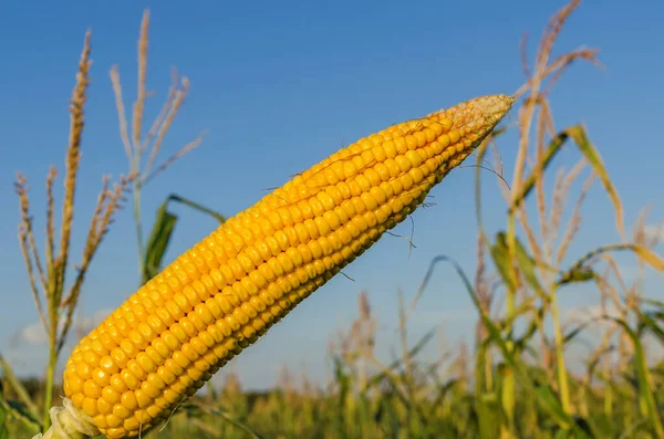 Gouden Maïs Boven Het Veld Zonsondergang — Stockfoto