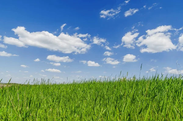 Groen Gras Blauwe Lucht Met Wolken — Stockfoto