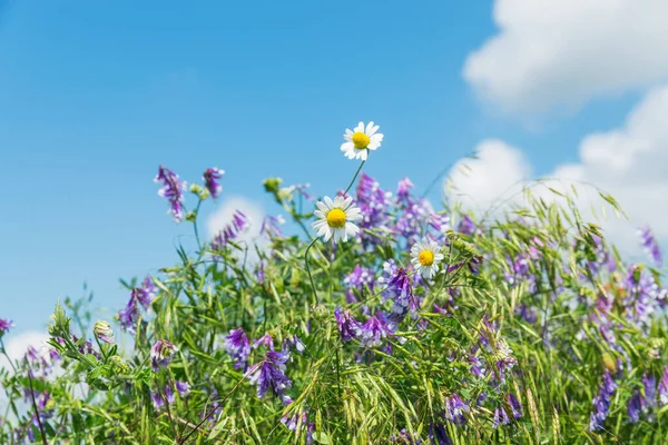 Wild Colored Flowers Green Grass — Stock Photo, Image