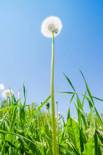 白色蒲公英 绿草覆盖 蓝天覆盖 — 图库照片