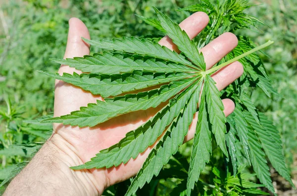 Green Leaf Marijuana Hand Field — Stock Photo, Image