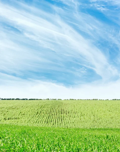 Zielone Pole Uprawne Kukurydzą Błękitne Niebo Chmurami — Zdjęcie stockowe