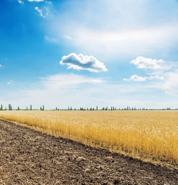 Kék Felhők Felett Mezőgazdasági Területen Termés — Stock Fotó