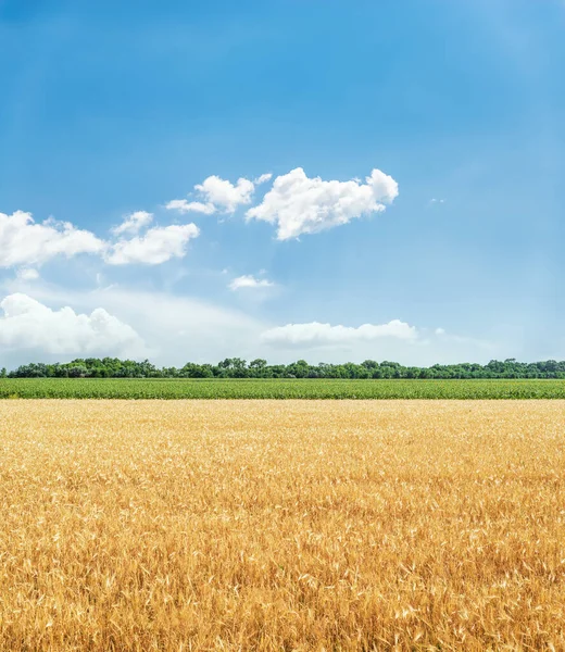 Tarımsal Altın Renkli Tarla Bulutlu Mavi Gökyüzü — Stok fotoğraf