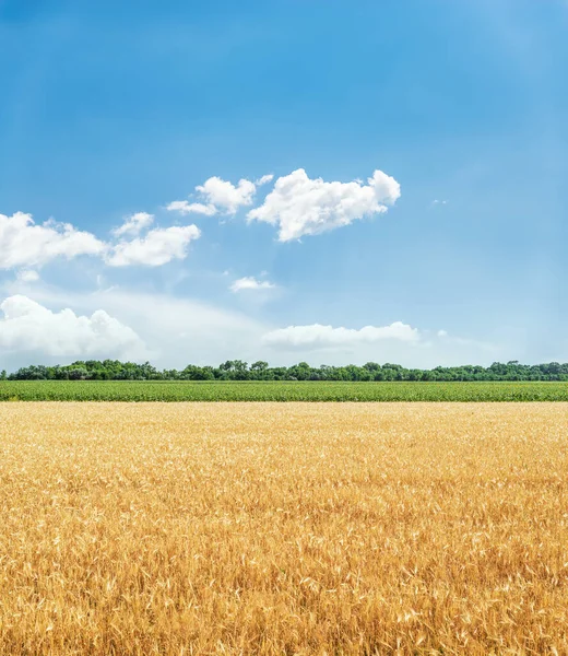 Agricultura Color Dorado Campo Cielo Azul Con Nubes —  Fotos de Stock