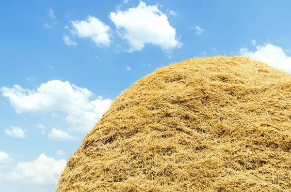 金色的稻草堆在田野上 蓝色的天空笼罩着云彩 — 图库照片