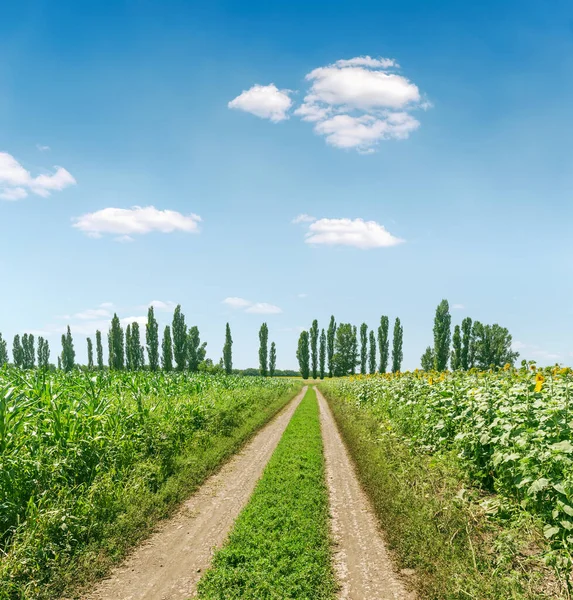 Rural Dirty Road Green Agriculture Field Spring Time Blue Sky — Stock Photo, Image