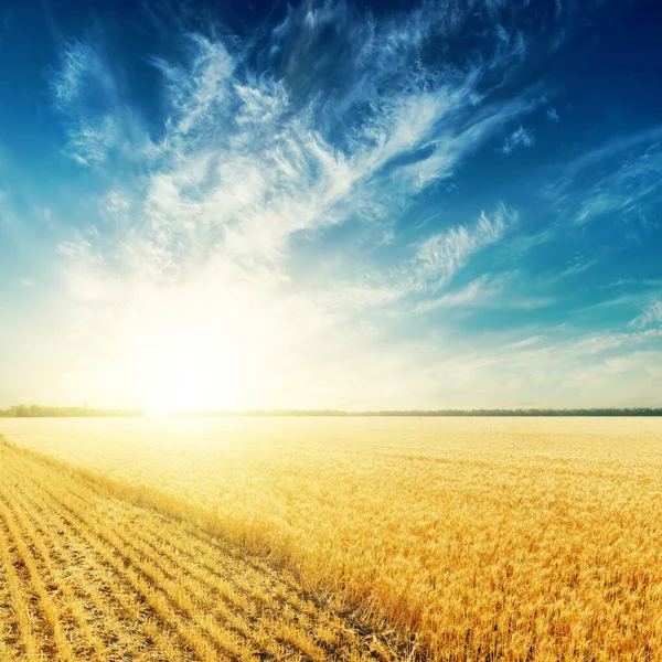 Gouden Landbouwveld Zonsondergang Eroverheen — Stockfoto