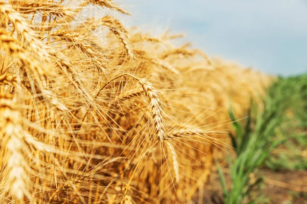 Tarwepiek Close Het Veld — Stockfoto