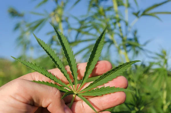 Green Leaf Marijuana Hand Soft Focus — Stock Photo, Image