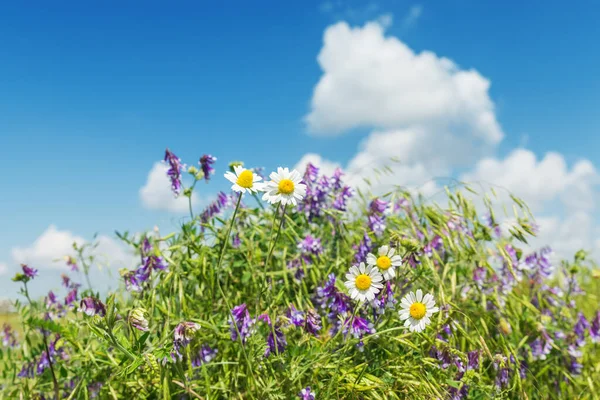 緑の草に青い空に雲が広がる野生のカモミールの花 — ストック写真