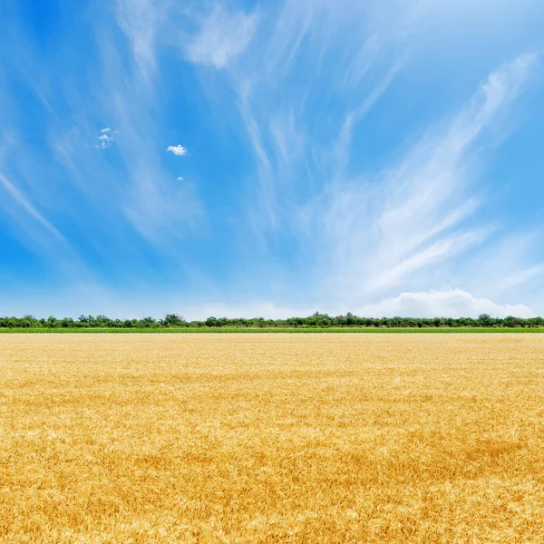 Gyllene Fält Med Gröda Och Blå Himmel — Stockfoto