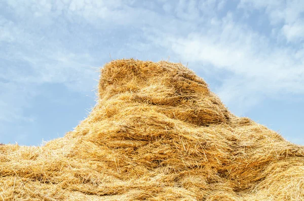 Yellow Color Straw Hay Blue Sky Background — Stock Photo, Image