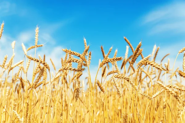 Trigo Amarelo Campo Céu Azul — Fotografia de Stock