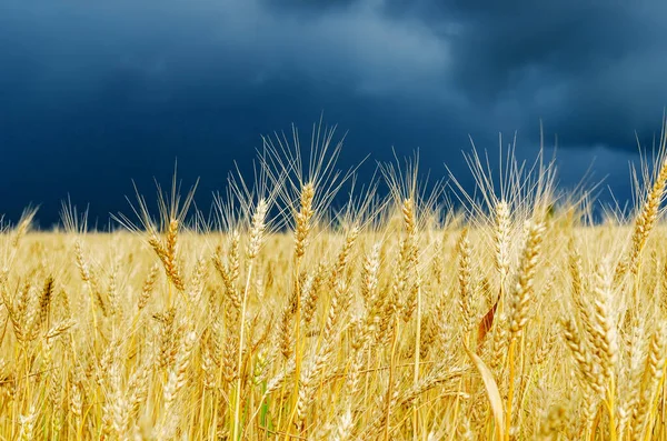 Golden Color Crop Field Rain — Stock Photo, Image