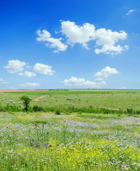 Prado Hierba Verde Con Flores Silvestres Cielo Azul Con Nubes —  Fotos de Stock